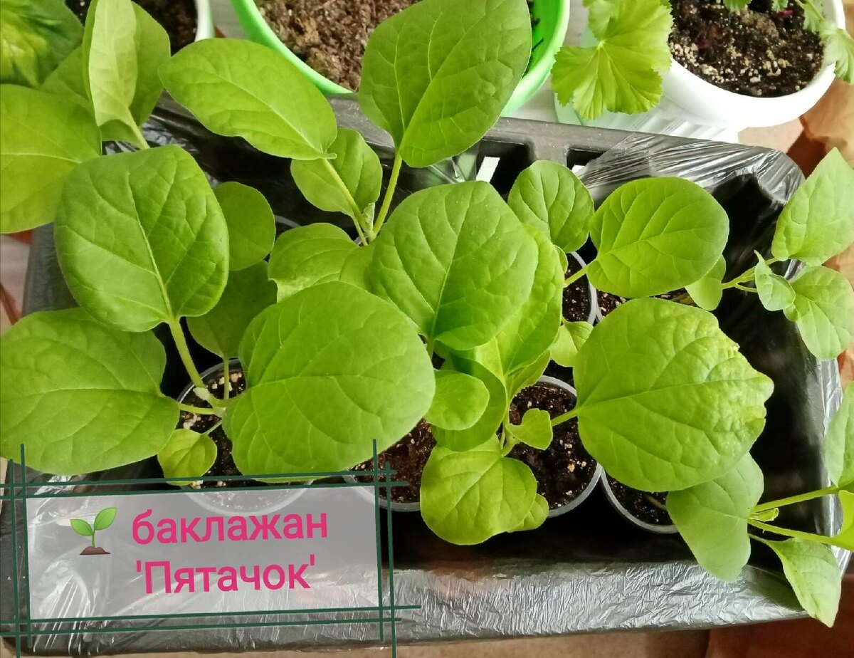 Баклажаны в рассаде