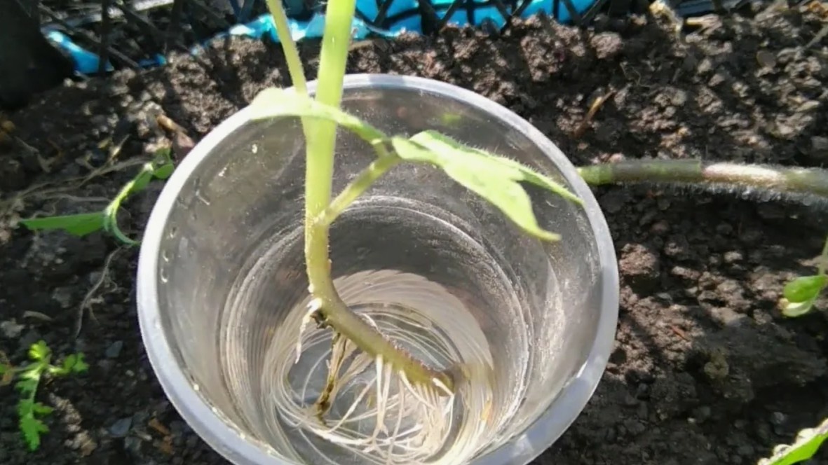 Пасынок длиной 7–10 см пускает корни за 5–7 дней — после этого он готов к посадке в землю