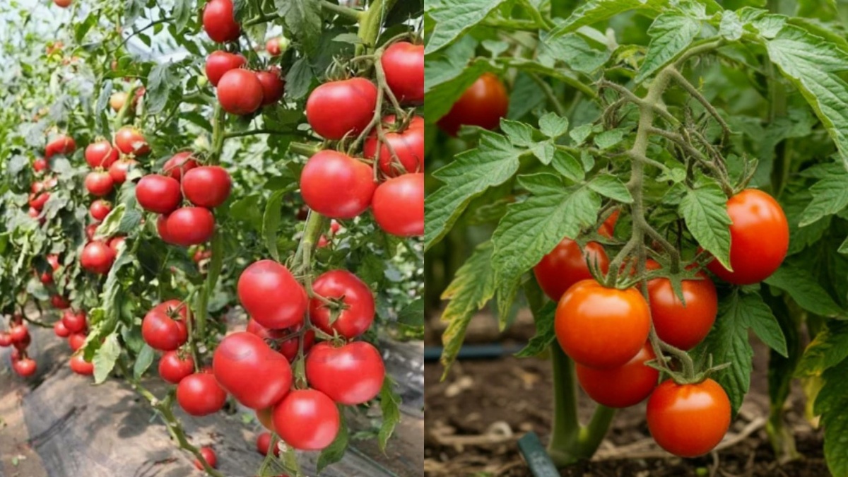 Слева — индетерминантный гибрид, справа — детерминантный сорт. Метод работает только на высокорослых