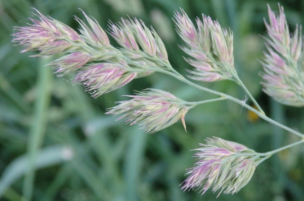  Мятлик луговой