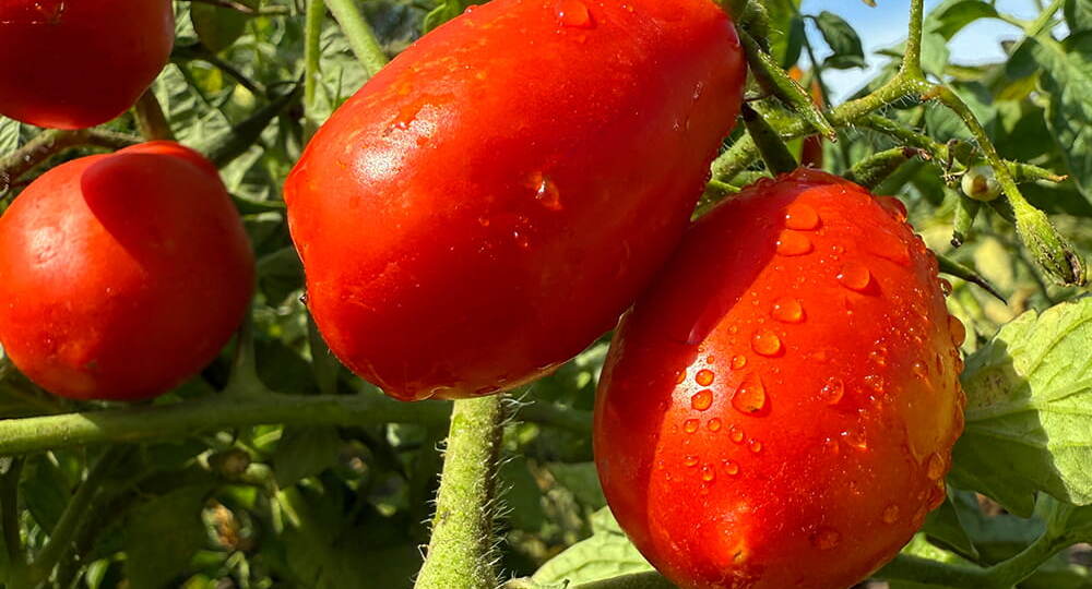 Посадка томатов на рассаду: всё о выращивании в домашних условиях