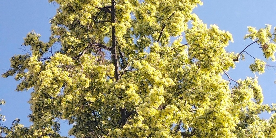 Помочь природе и стать хранителем липовой рощи: объявлен сбор средств на питомник липы в Башкирии