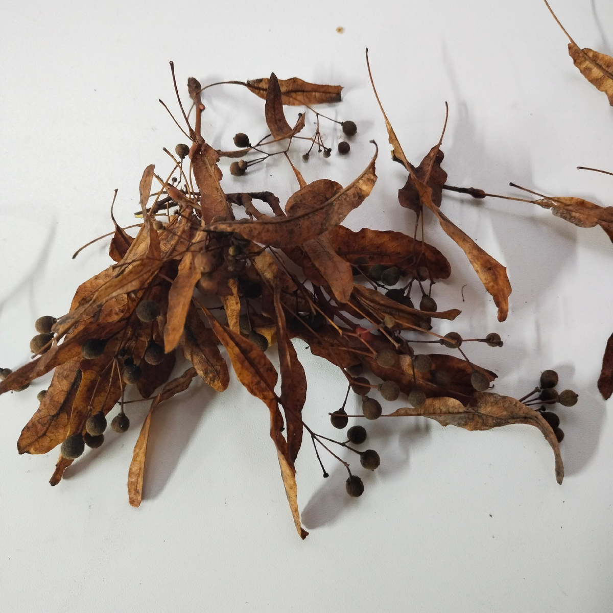 Фото: Благотворительный фонд «Возрождение липовых лесов»