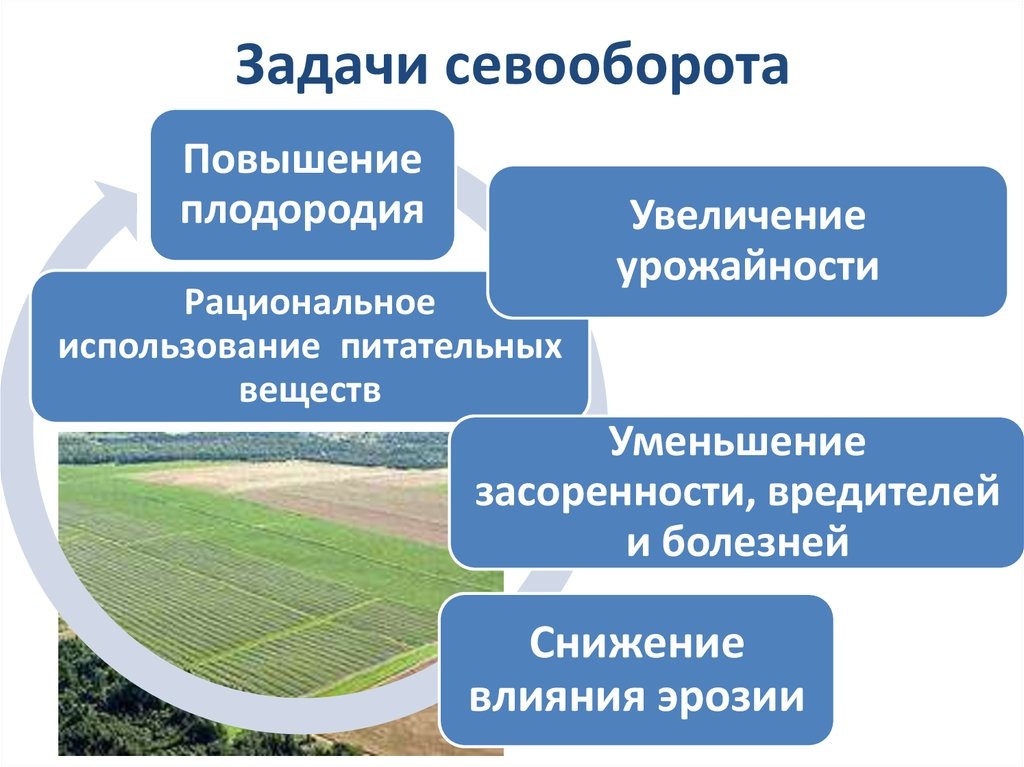 Картинка с сайта https://ppt-online.org/