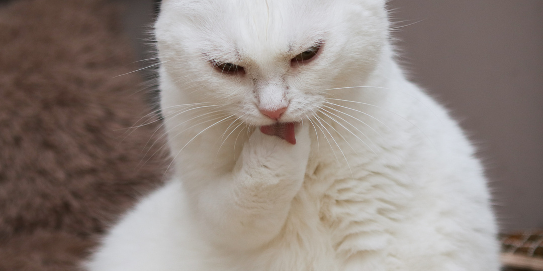 Ну как же так, что такая красивая кошка у нас столько лет штаны просиживает