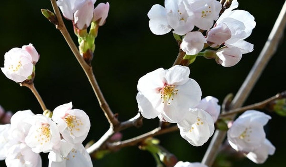 Фото: https://japannews.yomiuri.co.jp/society/general-news/20260318-317297/