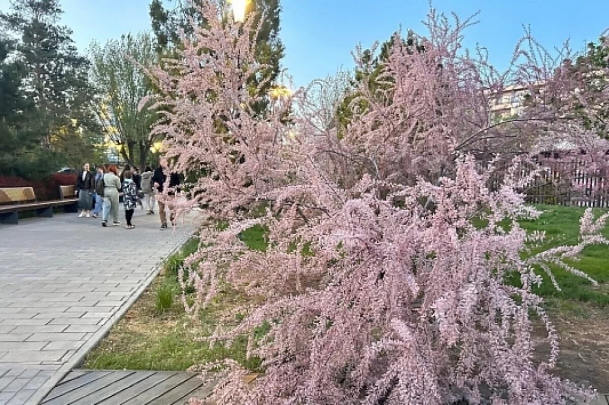    В Волгограде создают уникальные кустарники для борьбы с песчаными бурями