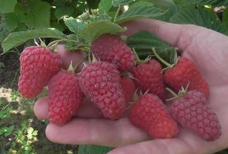 Как из одного куста сделать плантацию: 5 способов размножения малины, которые работают на 100%