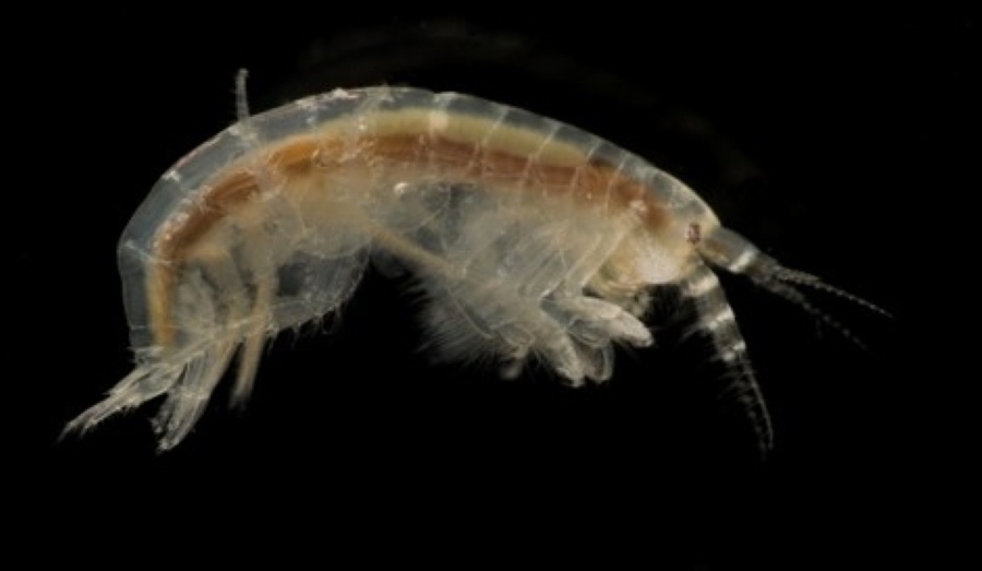 Гаммарус. Источник: Владимир Яковенко / Из личного архива
