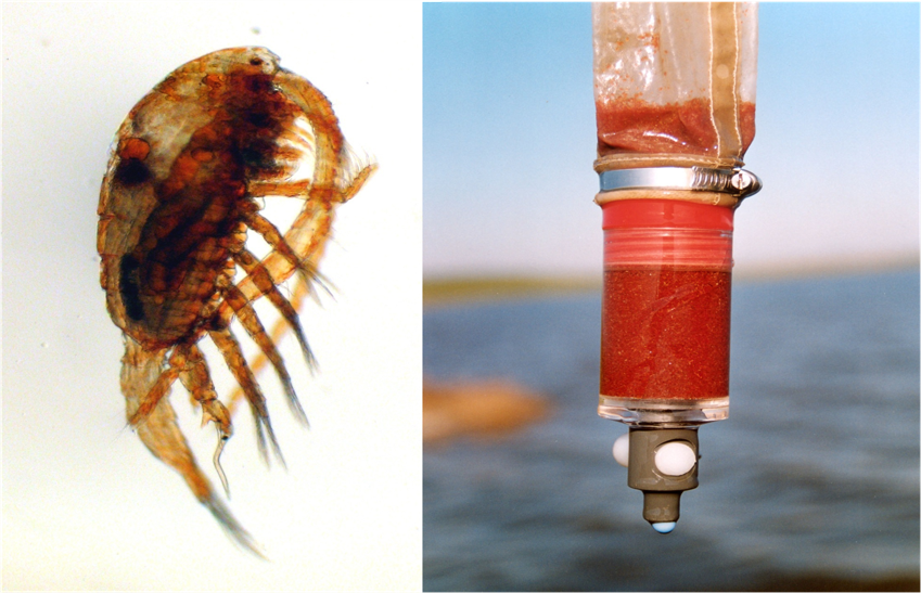 Веслоногий рачок Arctodiaptomus salinus и планктонная проба из его скопления. Источник: Николай Шадрин / Из личного архива