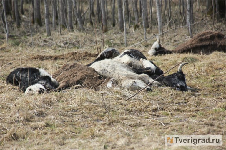 Нет тела - нет дела: под Тверью таинственно исчезли десятки трупов коров