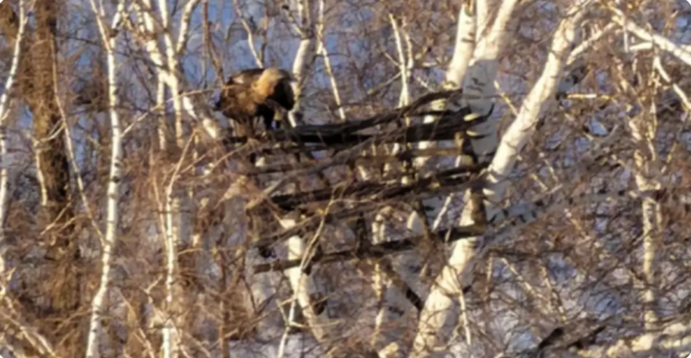    Фото: минприроды Самарской области