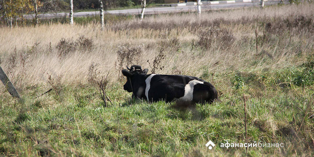 В Тверской области проверили предприятие, где умирали коровы