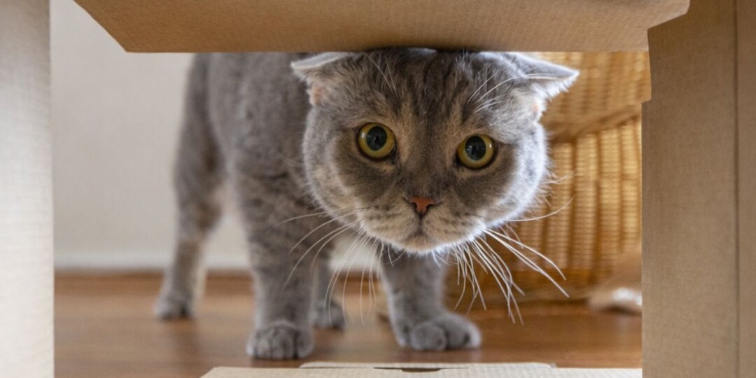 Почему кошки такие любопытные — это не просто интерес ко всему новому