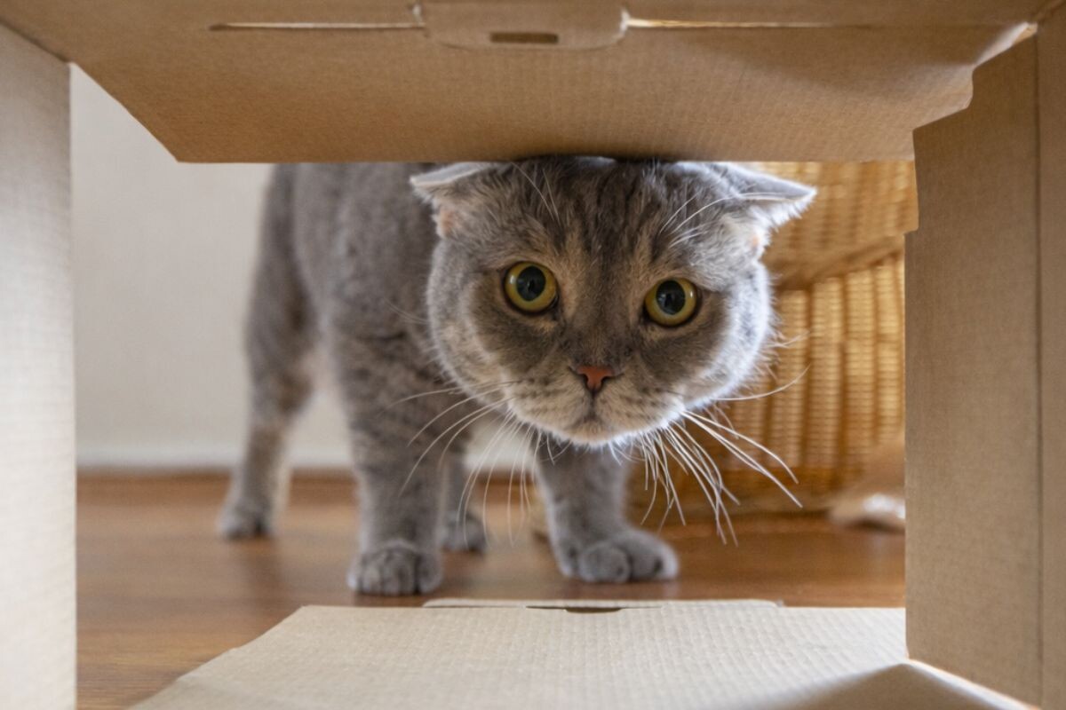 Любопытная кошка