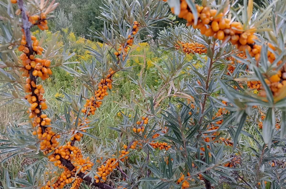    Витамин С - один из главных помощников для укрепления иммунитета весной