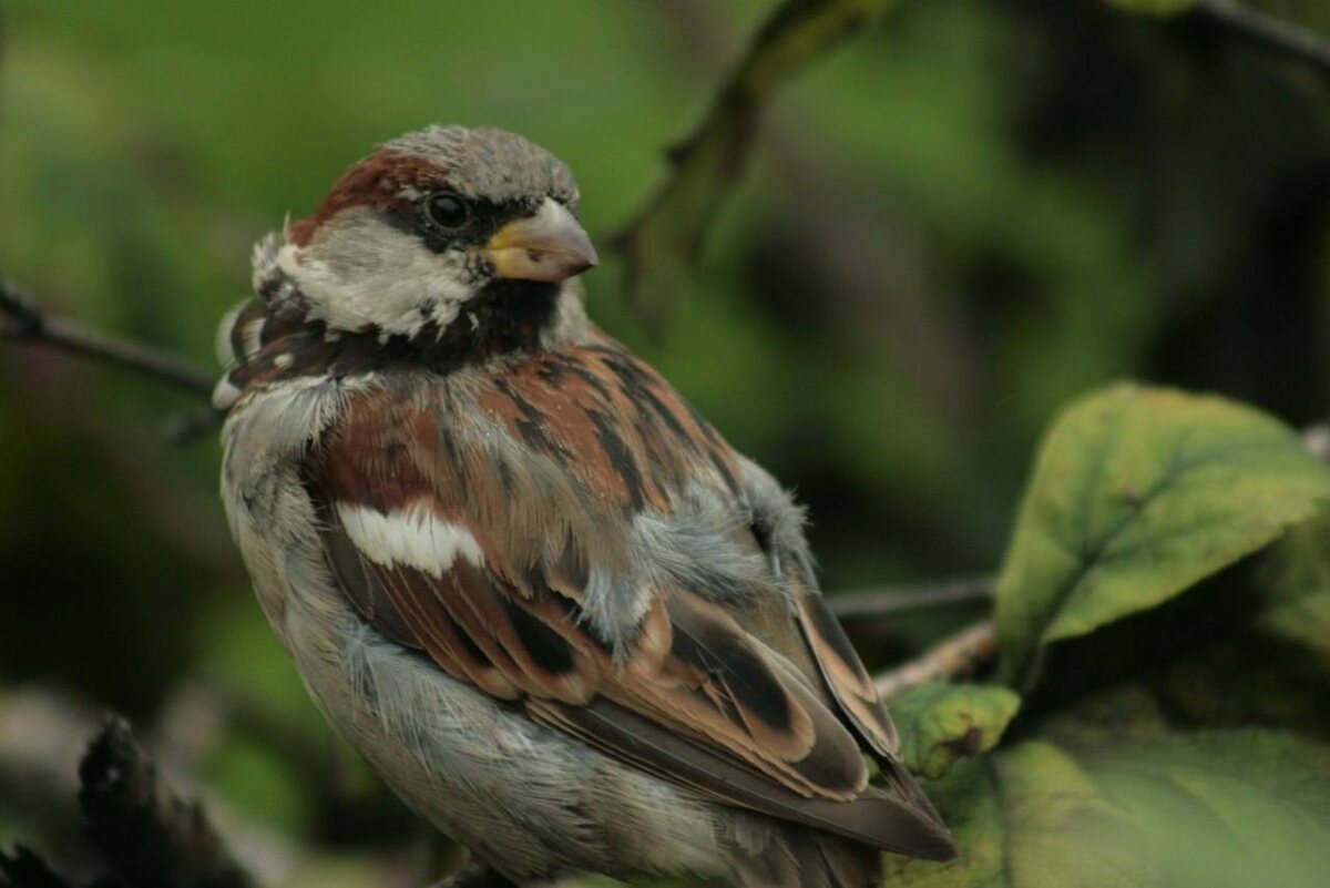 Александра Козлова