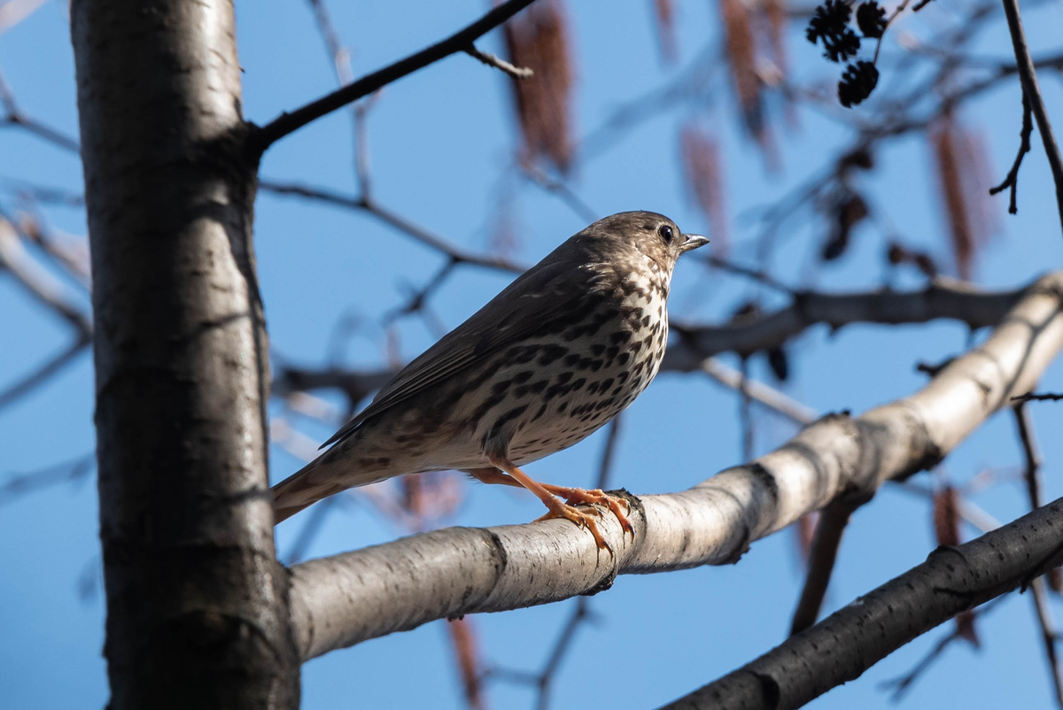 Певчий дрозд. Автор фото: Полина Шальнева