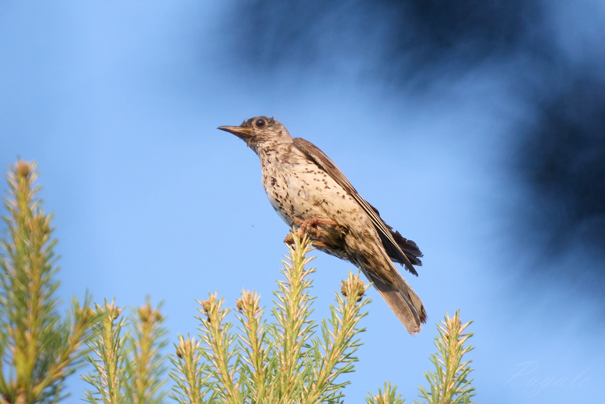 Деряба. Автор фото: Полина Шальнева