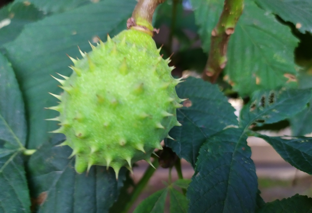  Плод конского каштана