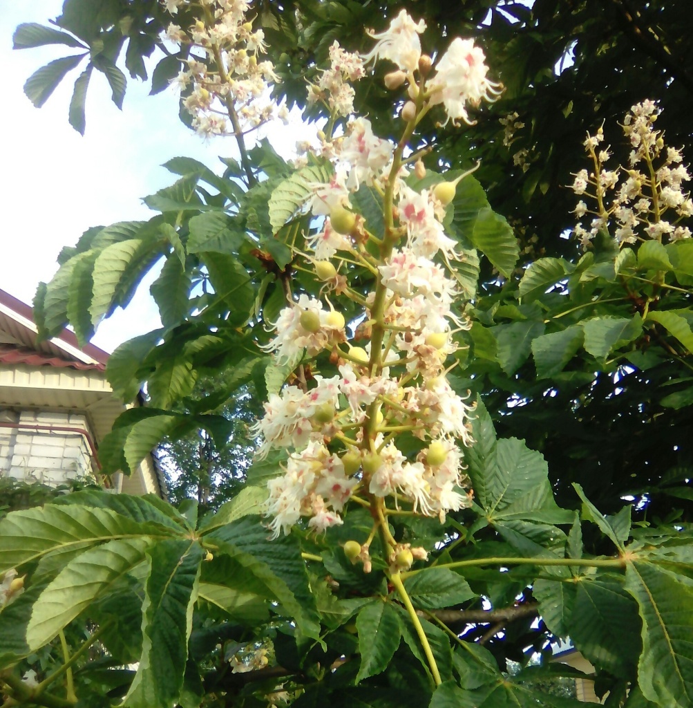  Цветет конский каштан