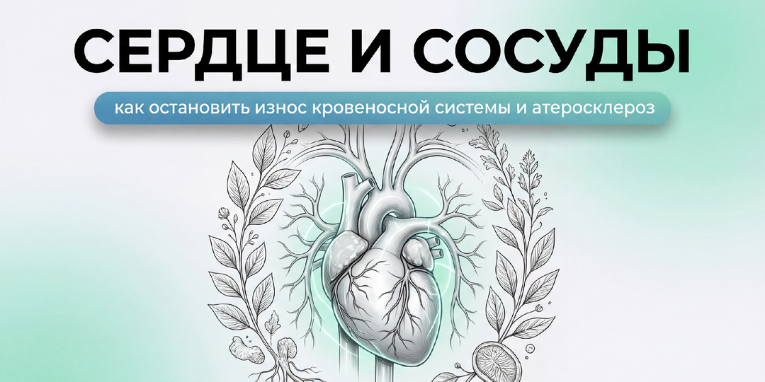 Сердце и сосуды: как остановить износ кровеносной системы и атеросклероз