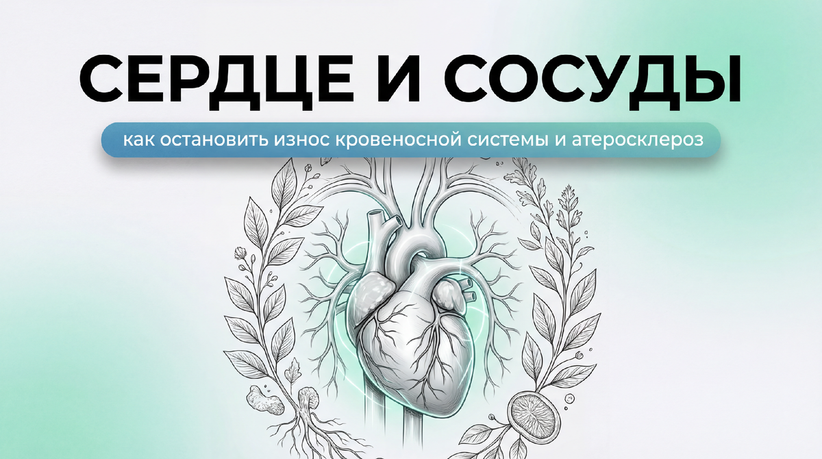Сердце и сосуды: почему ваша «система снабжения» работает на износ