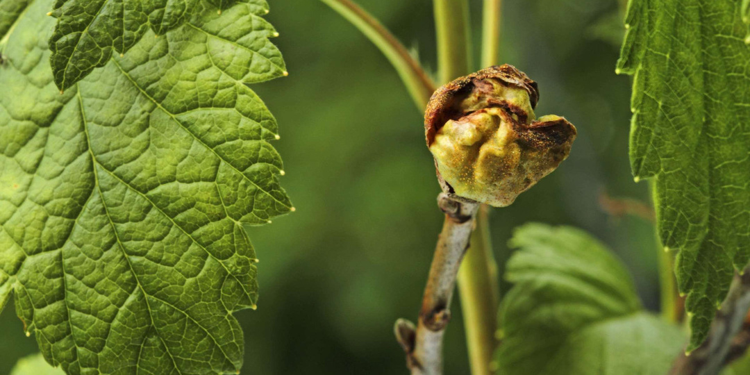 Почковый клещ на смородине - как победить, начиная борьбу с весны