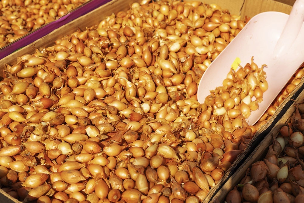    Весеннюю посадку лука и чеснока начинают после прогрева почвы - с конца марта до середины мая в зависимости от региона. / iStock