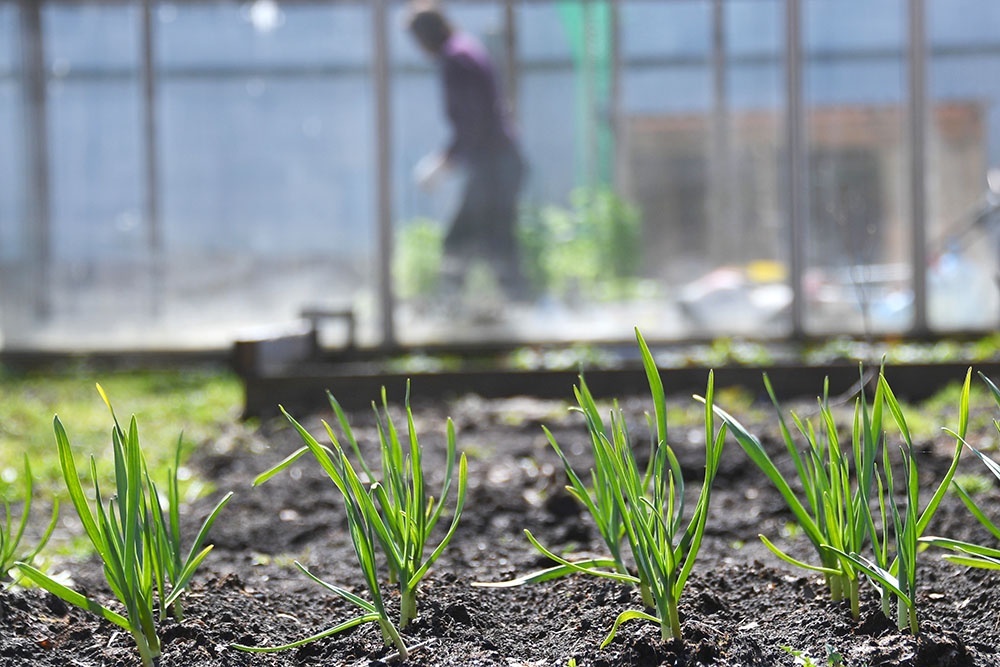    Весенняя посадка лука и чеснока - основной вариант для средней полосы и южных регионов. / Фото: Кирилл Каллиников/РИА Новости