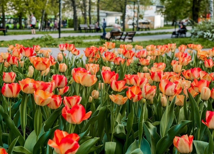 В Курске пока не нашлось желающих участвовать в аукционе по озеленению