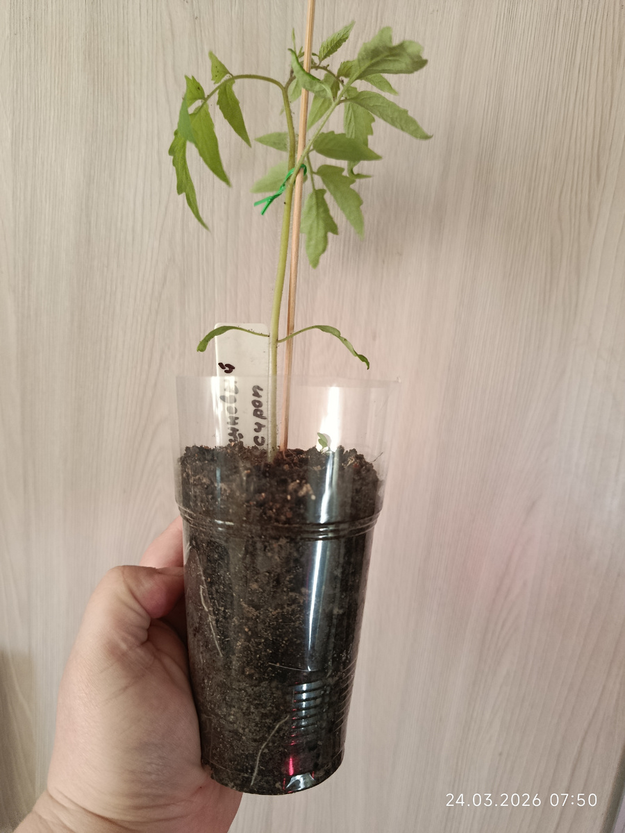 24 марта. Рассаде 25 дней.