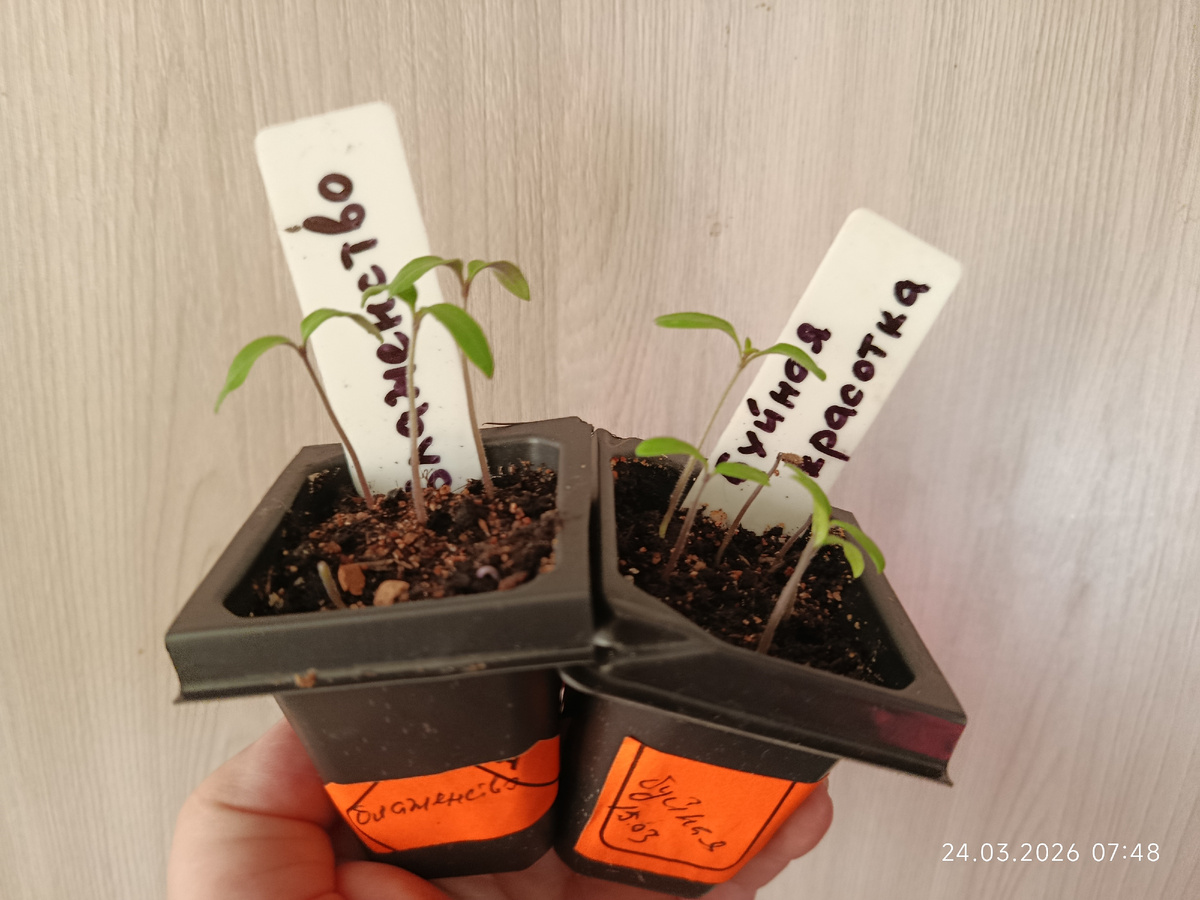 Буйная красотка от Брэда Гейтса, для примера ⬇️