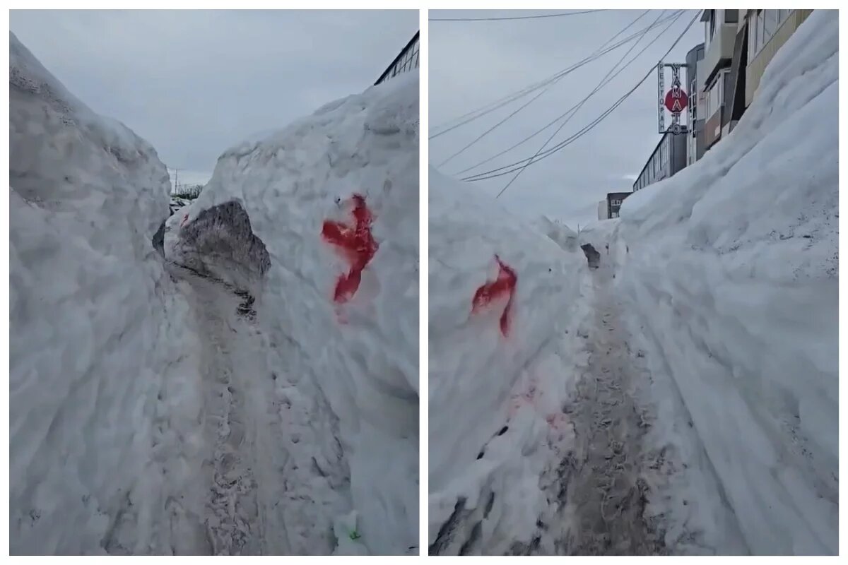    В Петропавловске к ПВЗ маркетплейса прокопали снежный лабиринт со стрелками