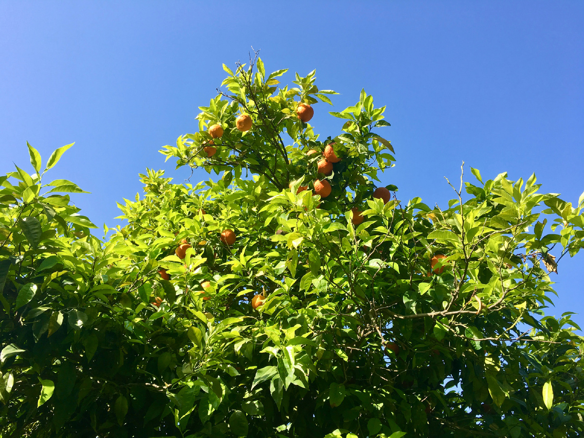 Апельсиновые деревья