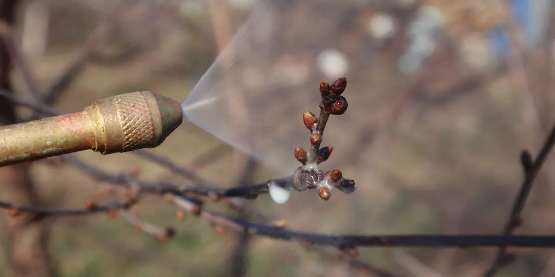 Искореняющая обработка сливы и вишни весной для большого урожая.