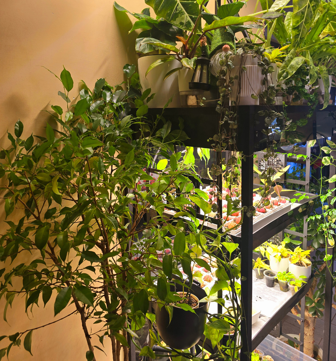 Найдите банан на фото (стоит сверху умного огорода) 