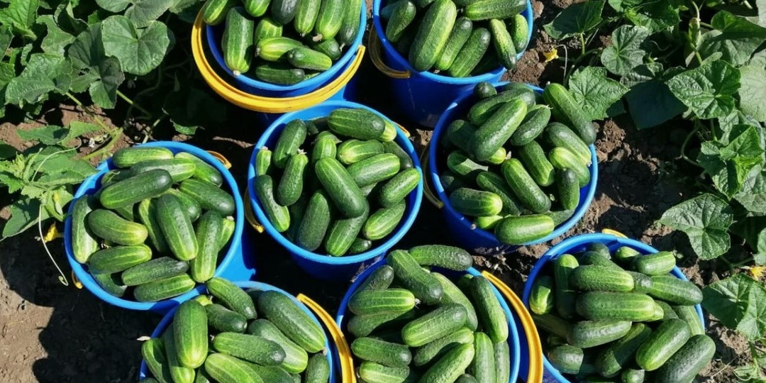 Посадите в этом году эти сорта огурцов и будете собирать урожай все лето