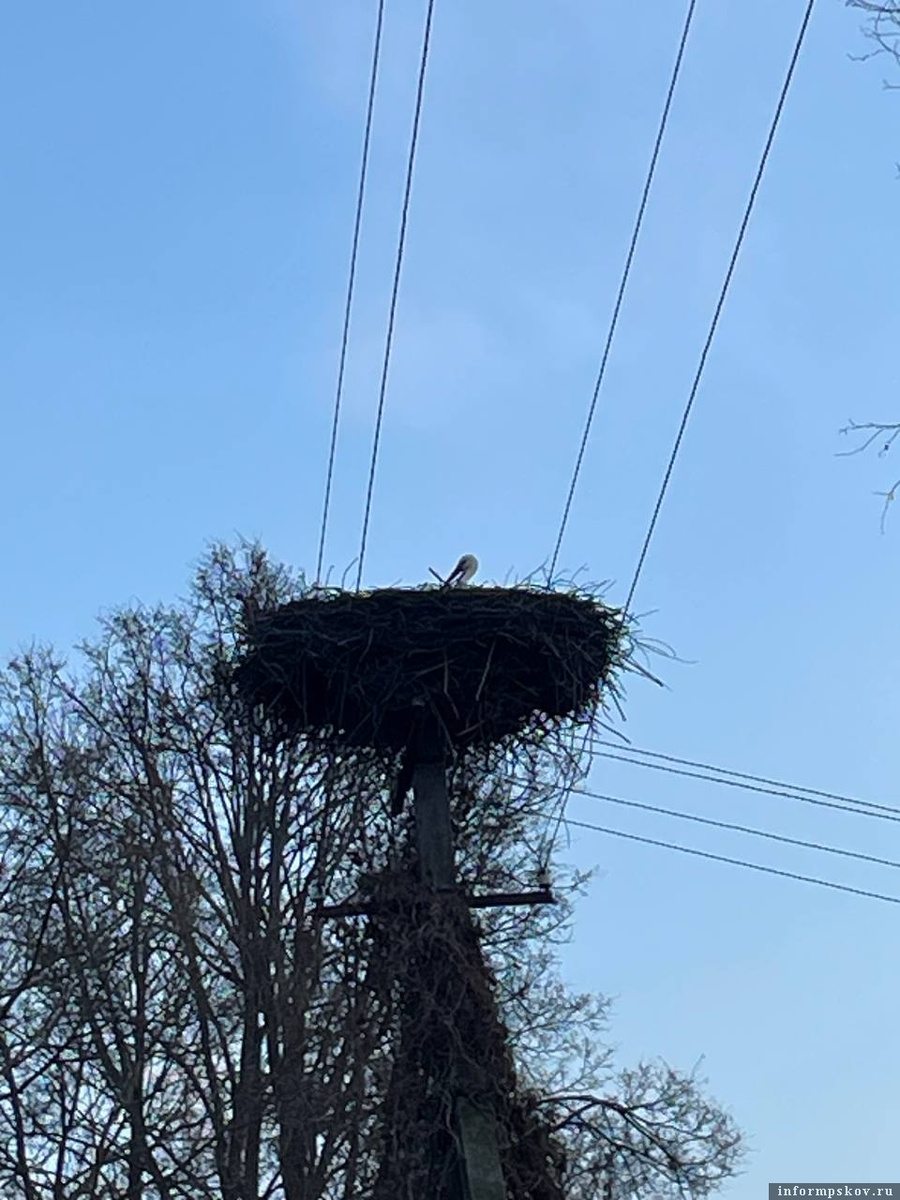 Фото из группы «Дом белого аиста»