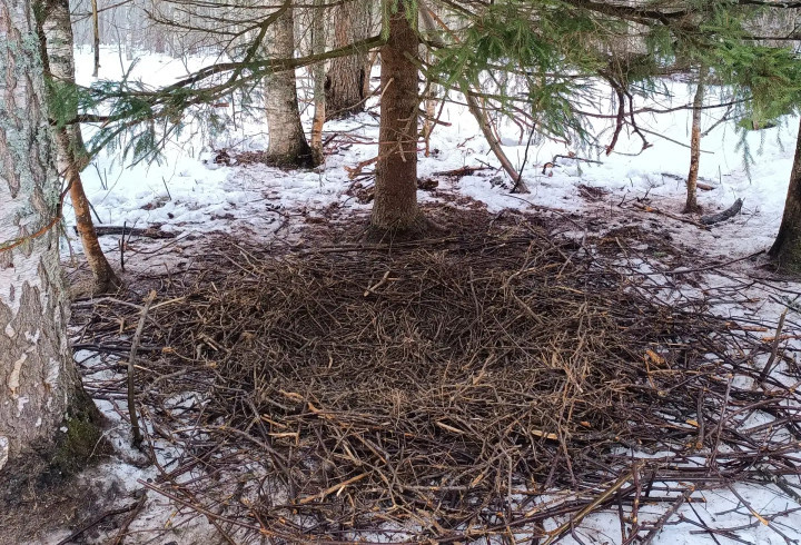 В Нижне-Свирском заповеднике показали редкие кабаньи гнезда
