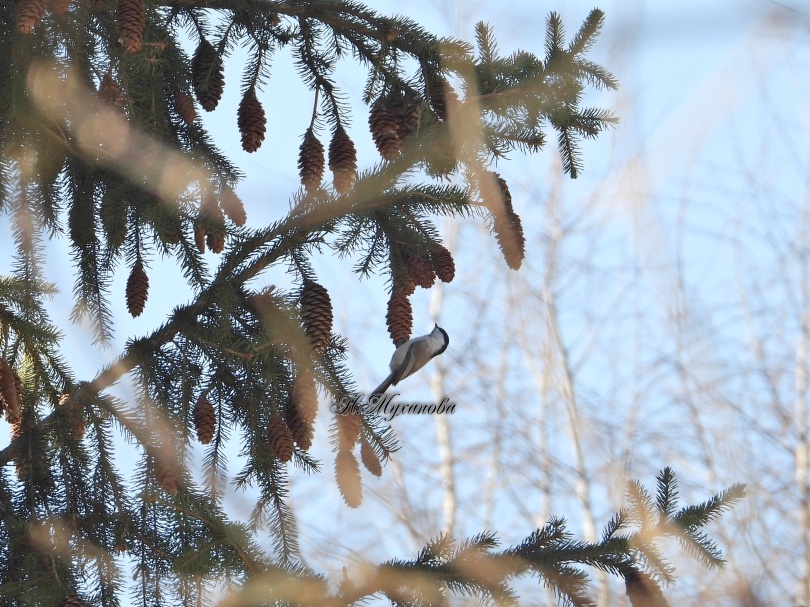 пухляк на елке