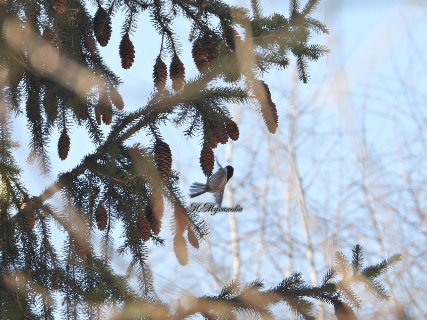 Пухляк на елке