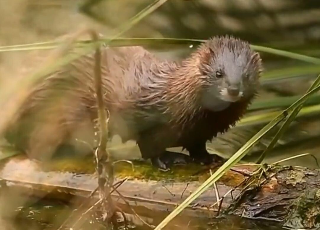     Фото: скрин видео