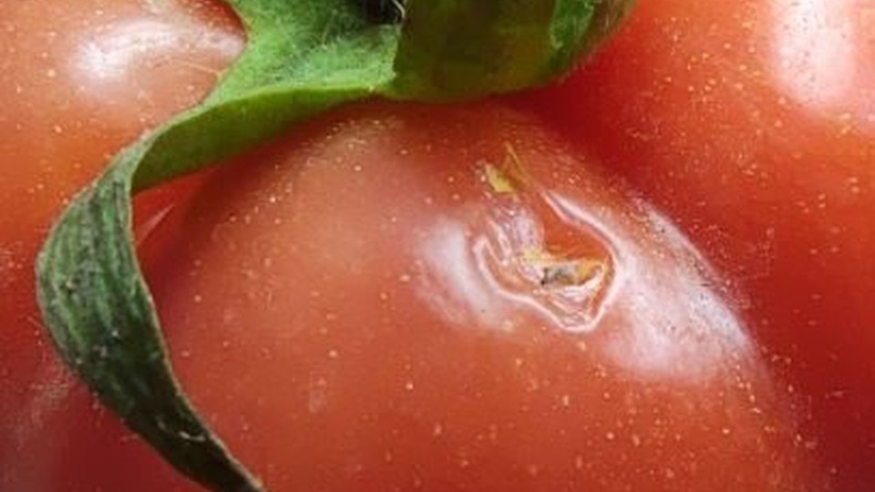 В Красноярский край привезли 1,3 тонны зараженных молью помидоров