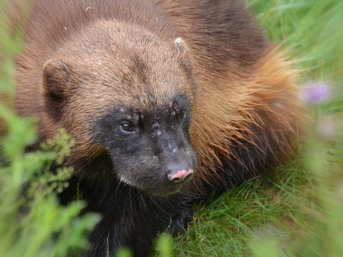Росомаха не ищет драки ради драки. Хотя вполне способна вступить в поединок со зверем любых размеров и взглядов на жизнь. Carine06, CC BY-SA 2.0