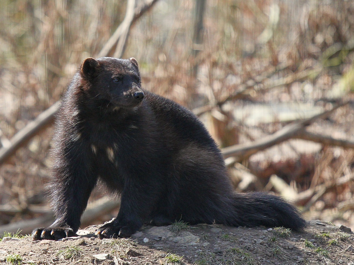 В родичах куницы, хорьки, барсуки да выдры. А самый ближайший родственник — тайра. Похожие с медведем черты — не более чем оптический обман и результат эволюции... От общей ветви предки росомахи отделились более 40 млн лет назад. zoofanatic, CC BY 2.0