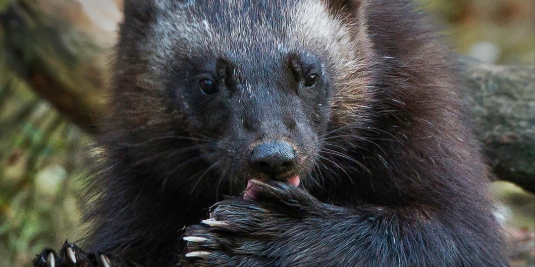 10 популярных мифов о росомахе, в которые пора перестать верить