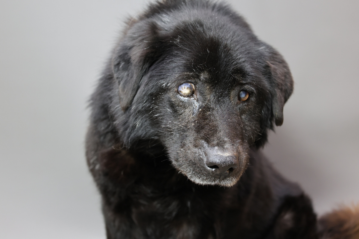 Раздавили машинами, бросили умирать, пинали и убивали! Неужели они снова будут это переживать..