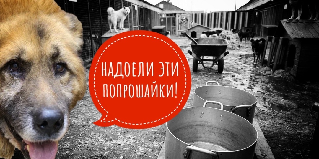 Нам надоели эти попрошайки! Зачем заводите, если не можете прокормить?!