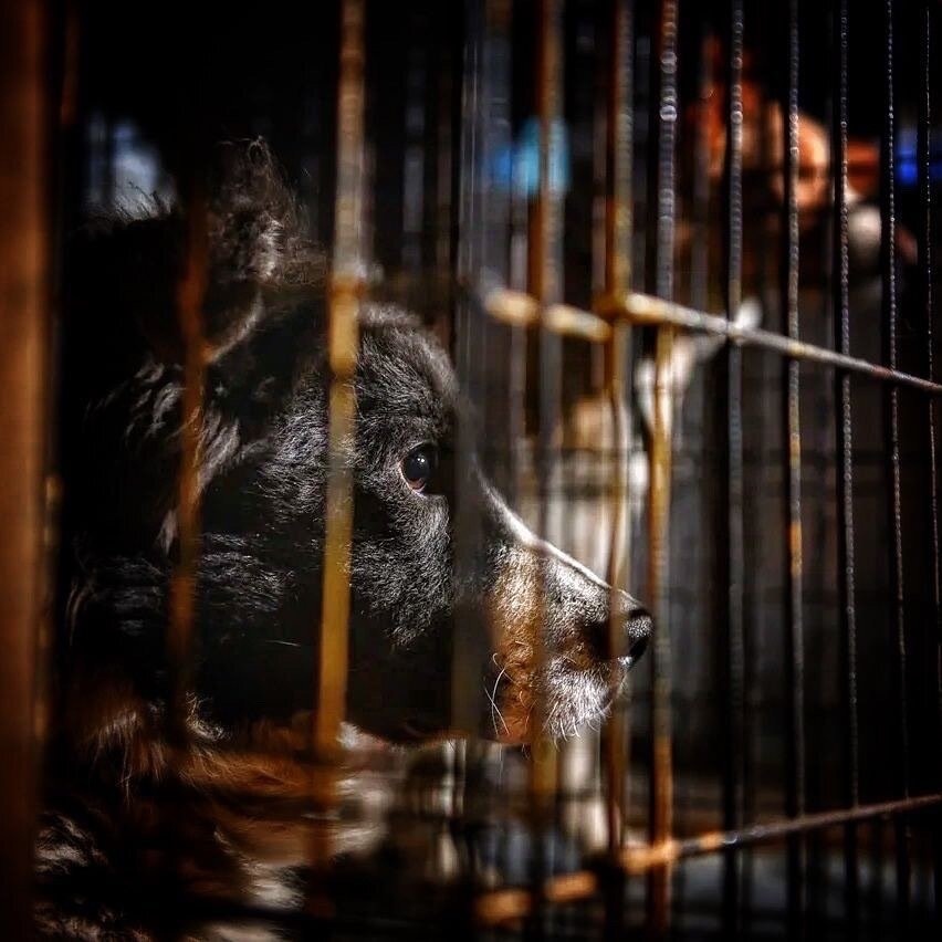 Раздавили машинами, бросили умирать, пинали и убивали! Неужели они снова будут это переживать..